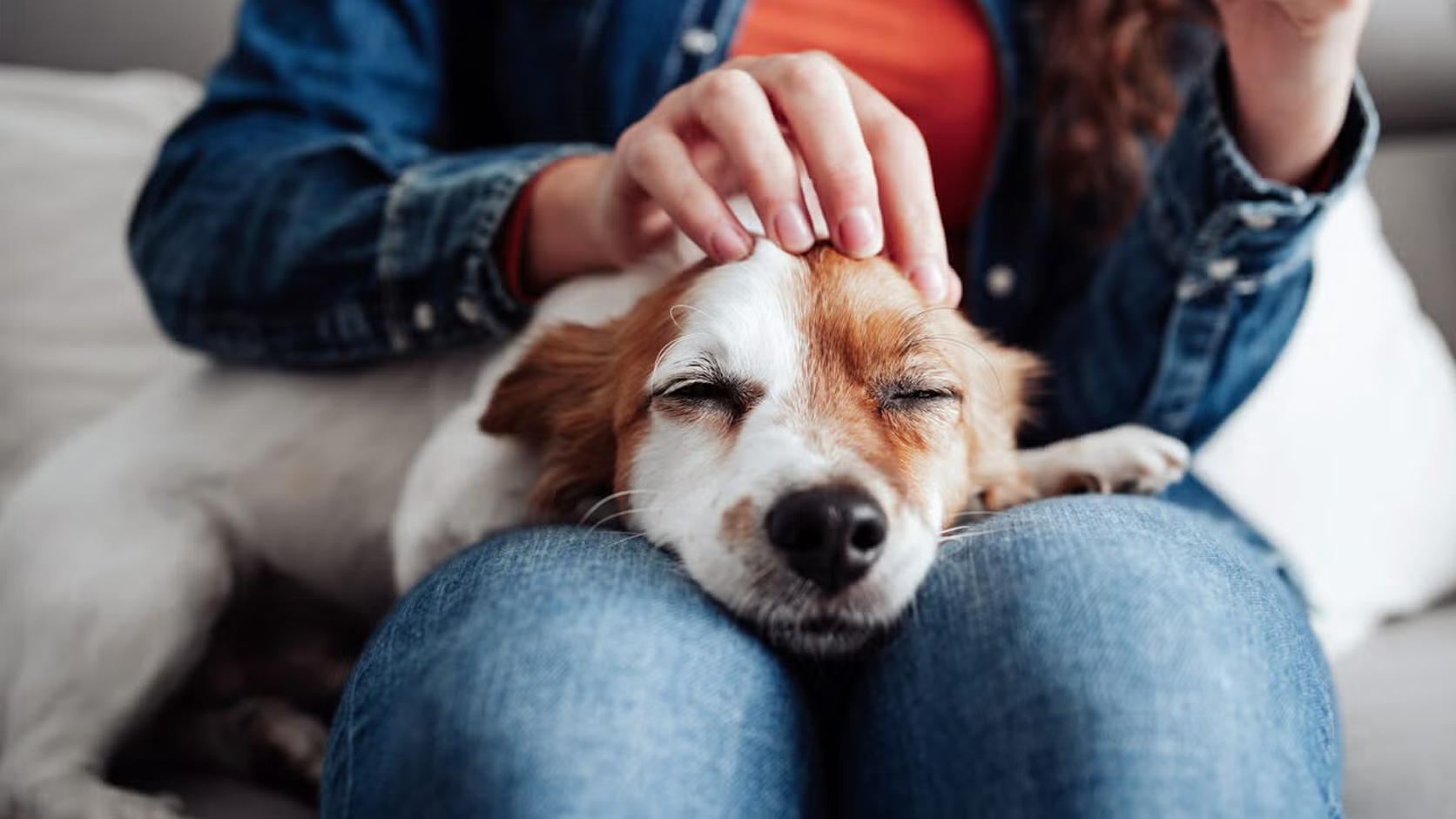 ¿Qué necesita mi perrhijo para hospedarse en un hotel para mascotas?